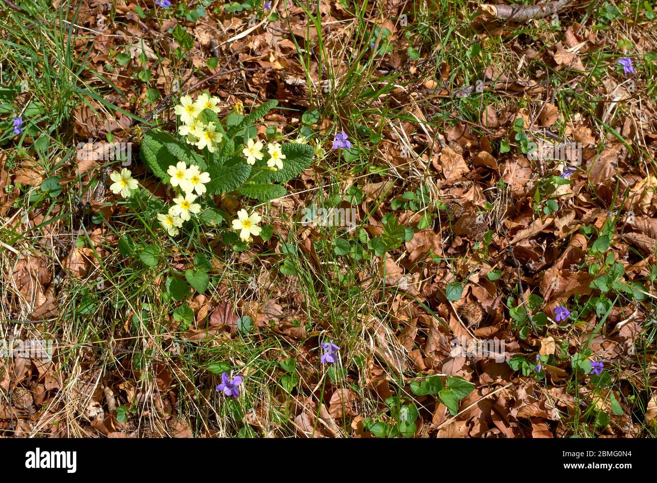 GELBE WILDKERZEN Primula vulgaris UND GEMEINE BLAUE VEILCHEN Viola sororia IM FRÜHJAHR Stockfoto