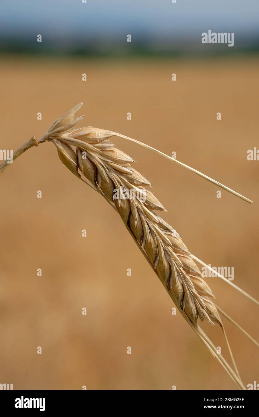Ein Kopf Gerste mit Feld im Hintergrund warten auf geerntet werden. Burrelton, Perthshire, Schottland, Großbritannien Stockfoto Ein Kopf Gerste mit Feld im Hintergrund warten auf geerntet werden. Burrelton, Perthshire, Schottland, Großbritannien Stockfoto