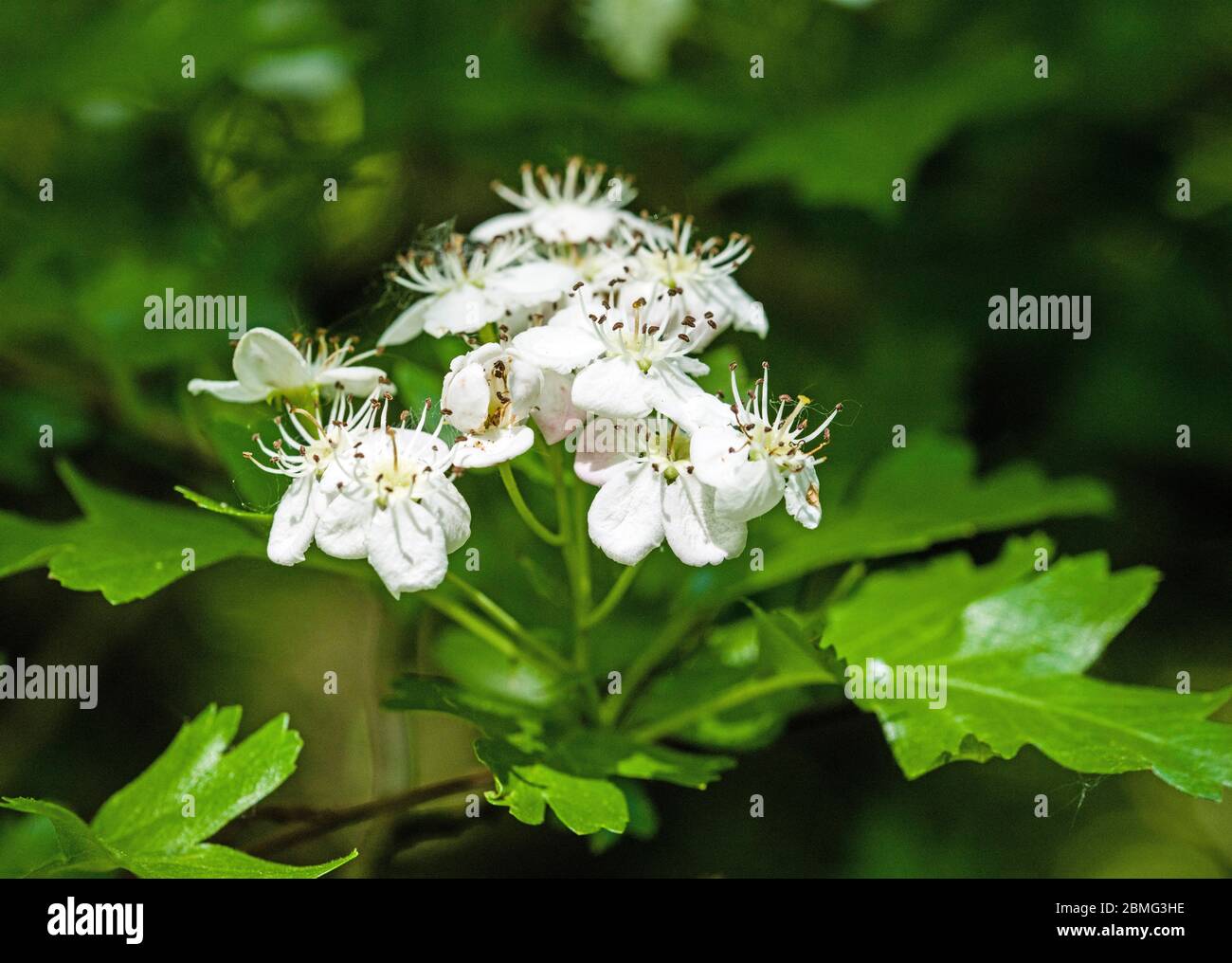 Frühling Weißdornblüte in einem lokalen Wald Stockfoto