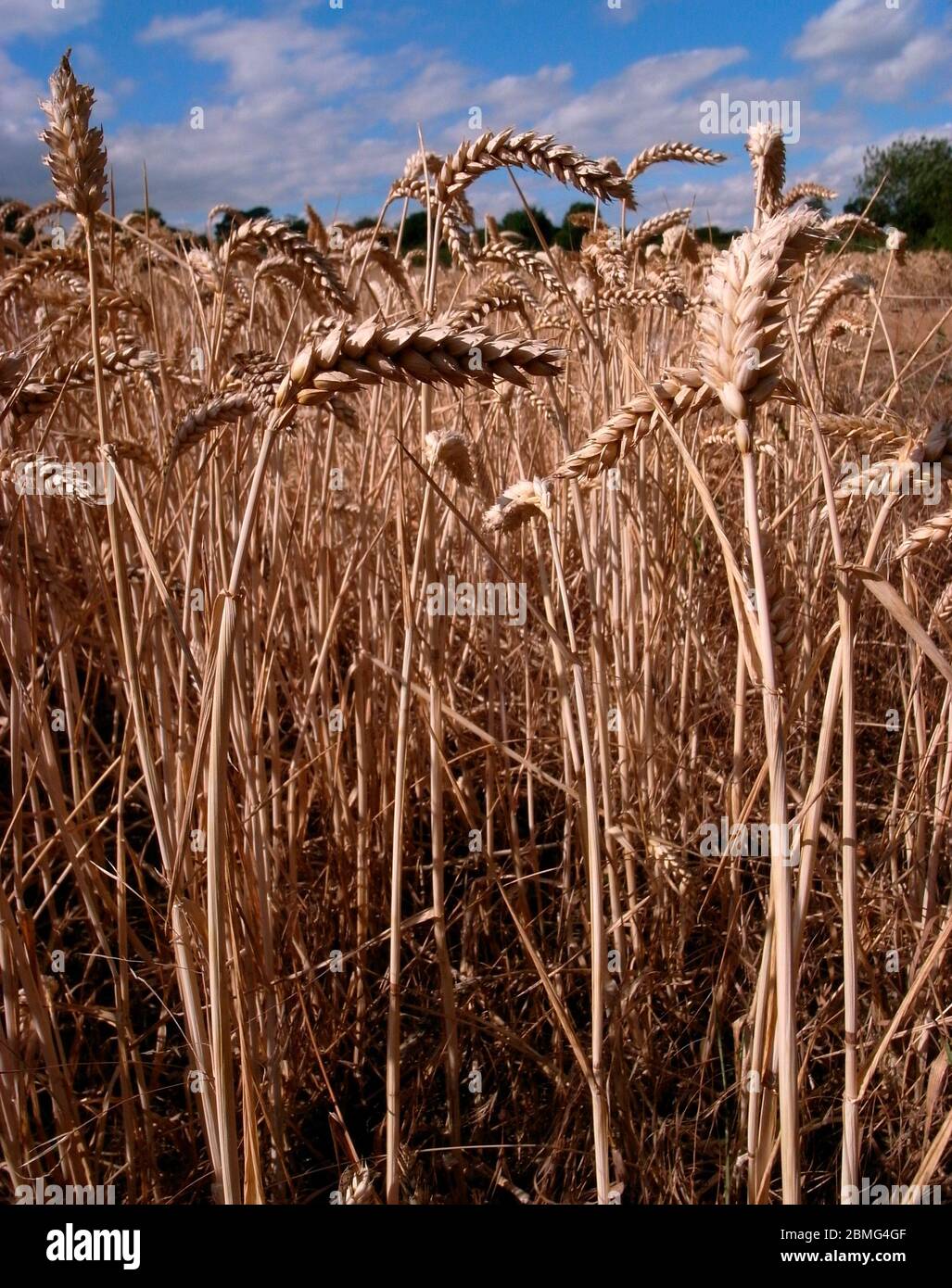 AJAXNETPHOTO. SOUTHAMPTON, ENGLAND. - GOLDENER WEIZEN WARTET AUF DIE ERNTE. FOTO: JONATHAN EASTLAND/AJAX REF:GRX0310 2262 Stockfoto