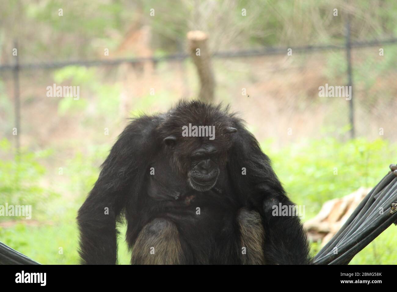 SCHIMPANSE Stockfoto