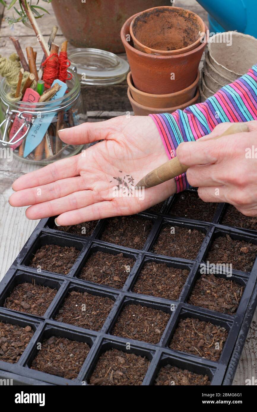 Aussaat von Salatsaaten in einem wiederverwendeten modularen Saattablett mit einem Gartendibber zur Unterstützung der Saatgutabstände. GROSSBRITANNIEN Stockfoto