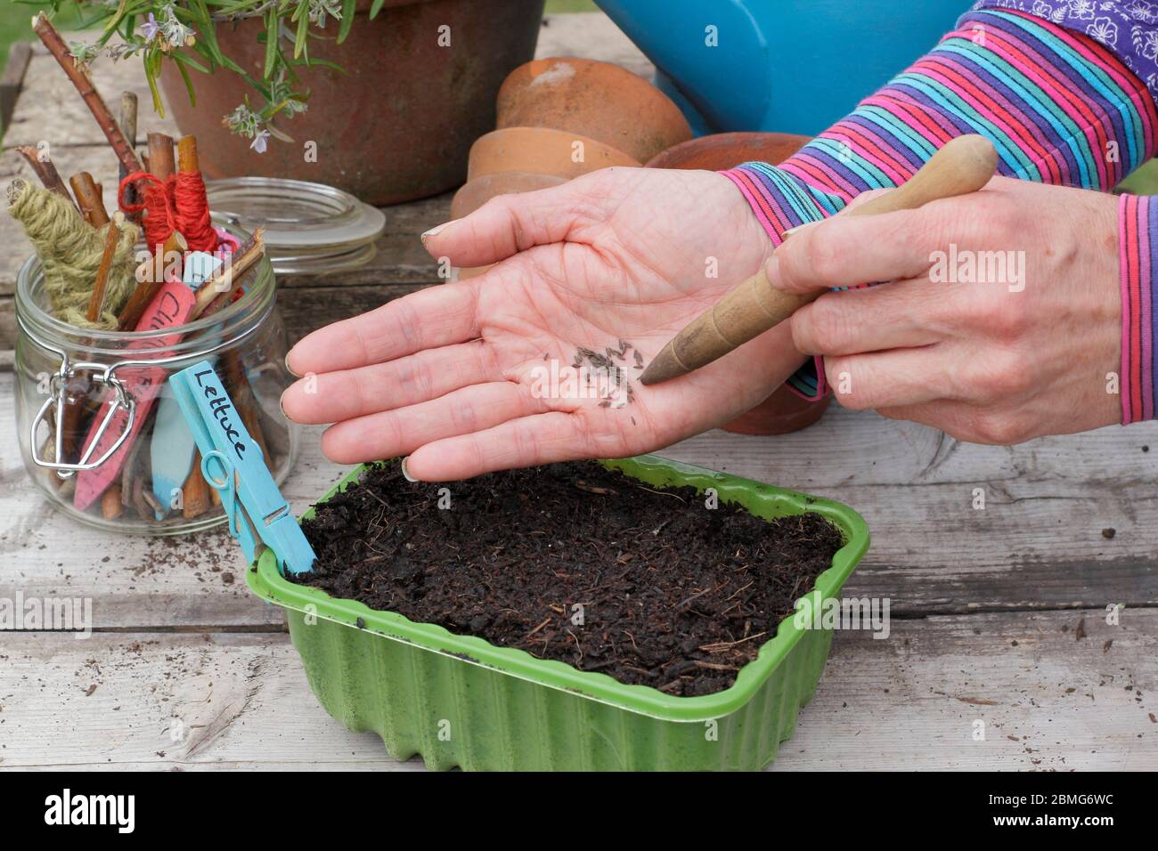 Aussaat "Liittle Gem" Salat Samen in einem Upcycling Kunststoff-Lebensmittel-Tablett mit einem Garten dibber zu unterstützen Saatabstand. GROSSBRITANNIEN Stockfoto