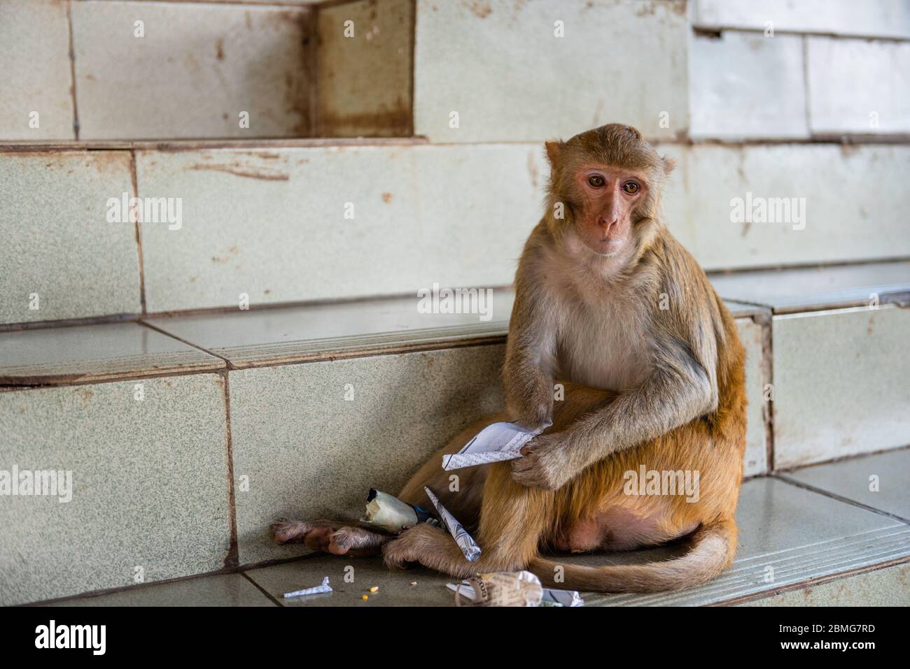 Makaken-Affe rollt eine Gebetsrolle bei Taung Kalat auf dem Mt. Popa, Myanmar. Stockfoto