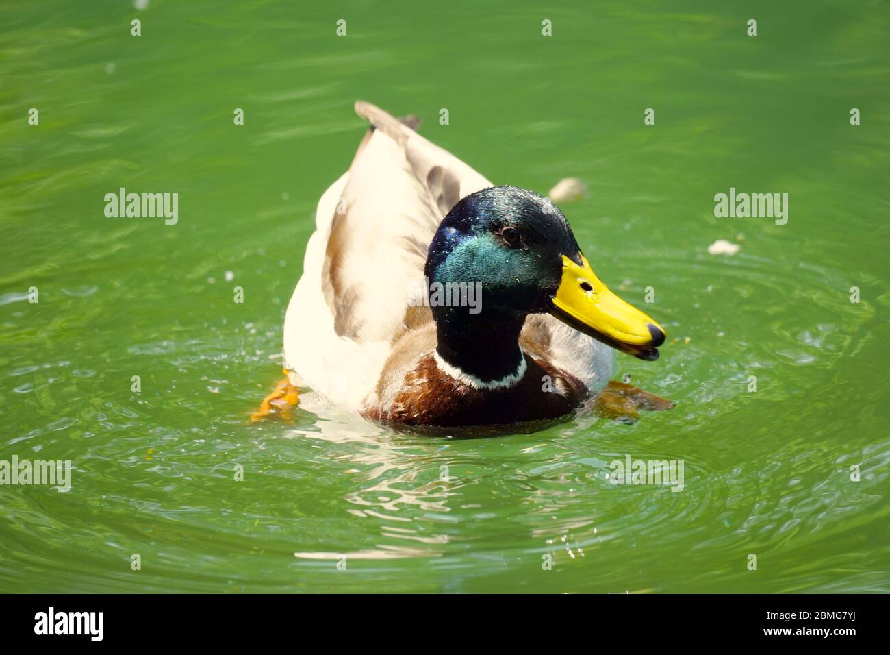Einzelne männliche Ente auf dem Wasser schwimmend nach links. Farbenfrohe Fotografie, Nahaufnahme. Reflexionen der Ente auf der Wasseroberfläche. Stockfoto