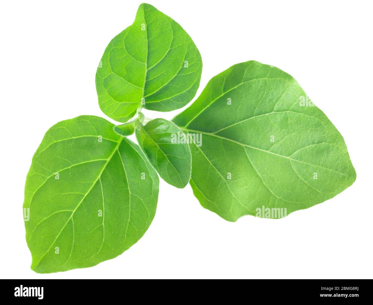 Junge Blätter von Ashwagandha (Withania somnifera), isoliert Stockfoto