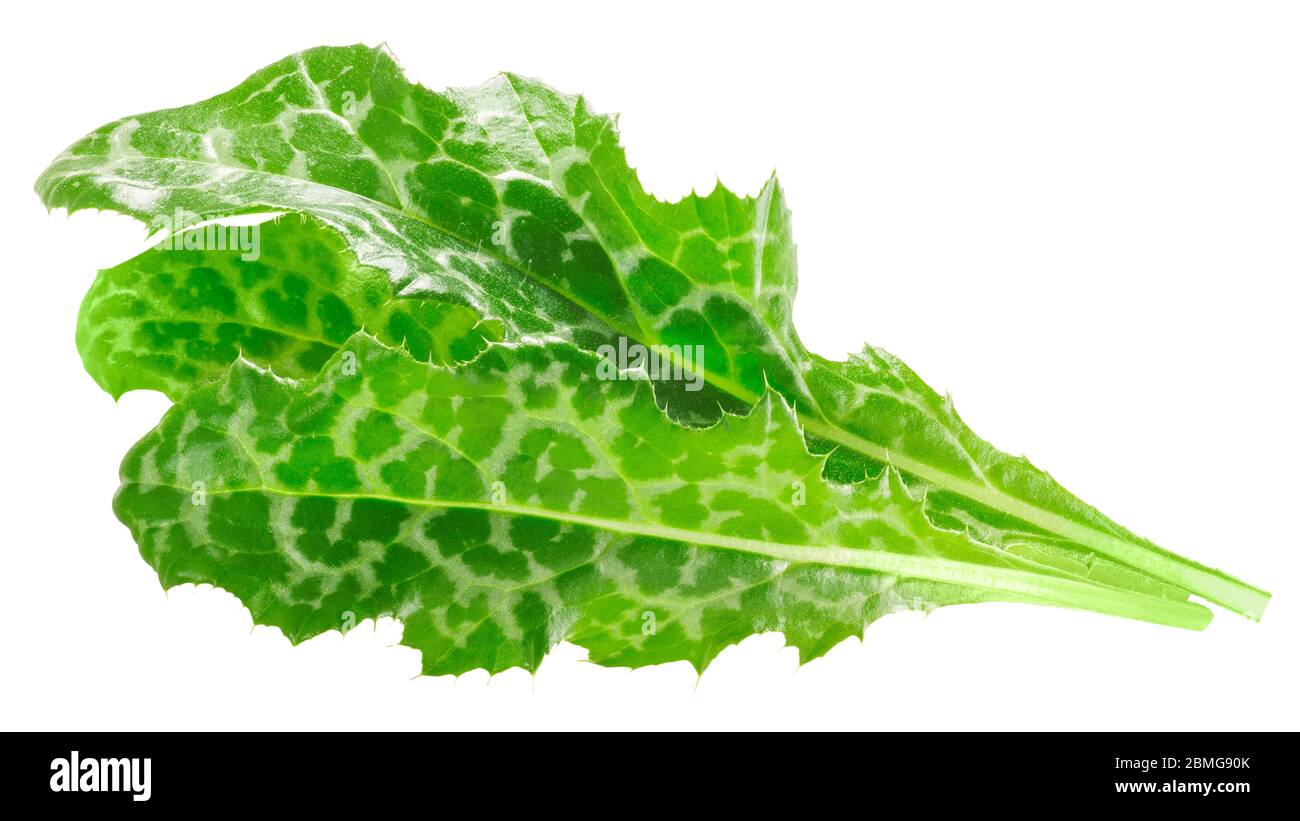 Milchdistelblätter (Silybum marianum), isoliert Stockfoto