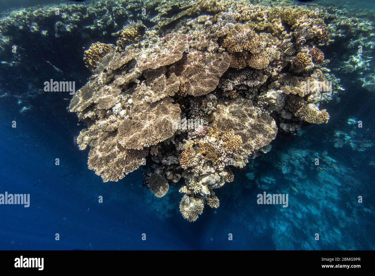 Korallenriff im blauen Wasser des Roten Meeres Stockfoto