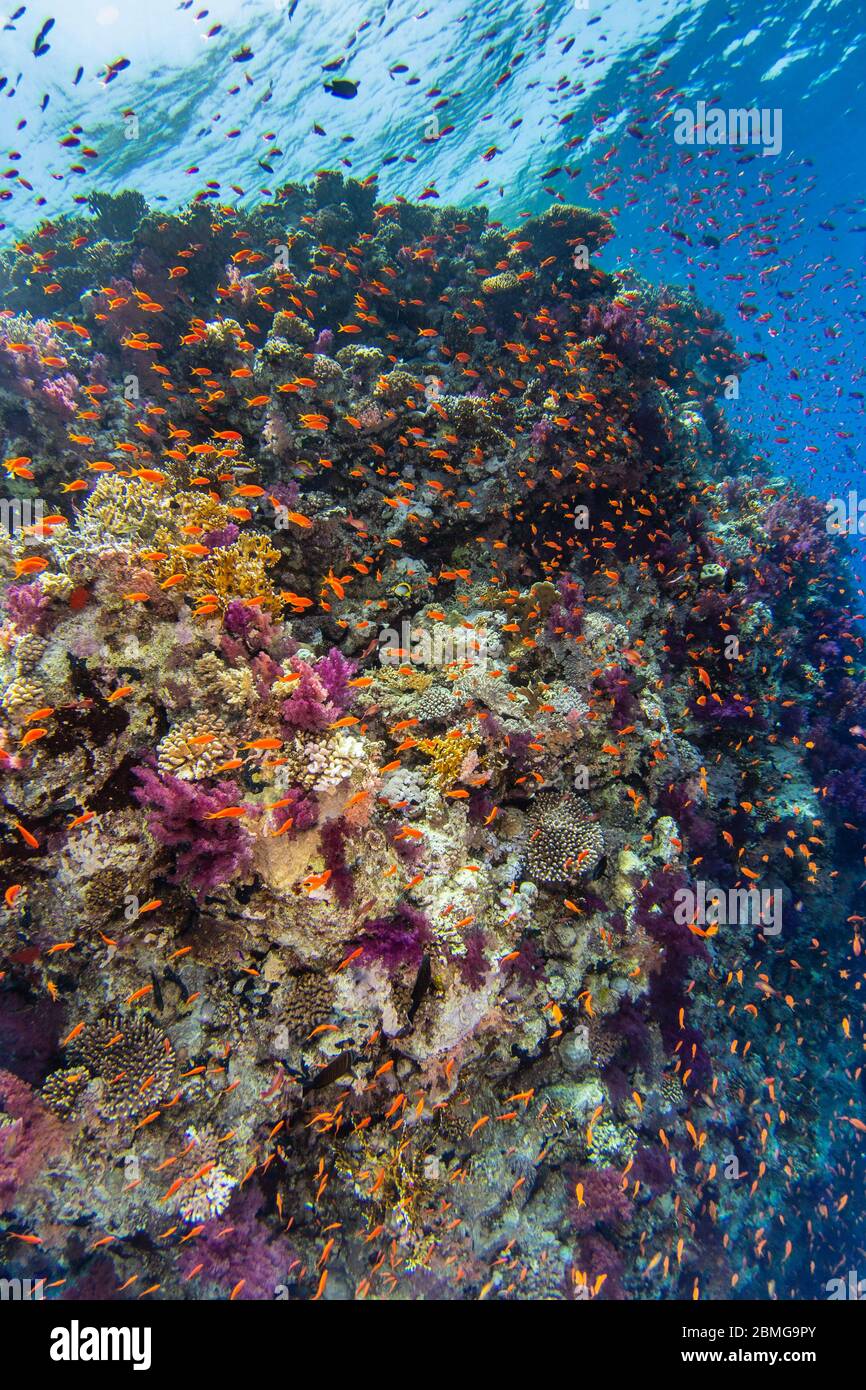 Vertikale Korallenwand mit harten und weichen bunten Korallen, Wolke von kleinen tropischen Fischen und blauem Wasser im Hintergrund Stockfoto