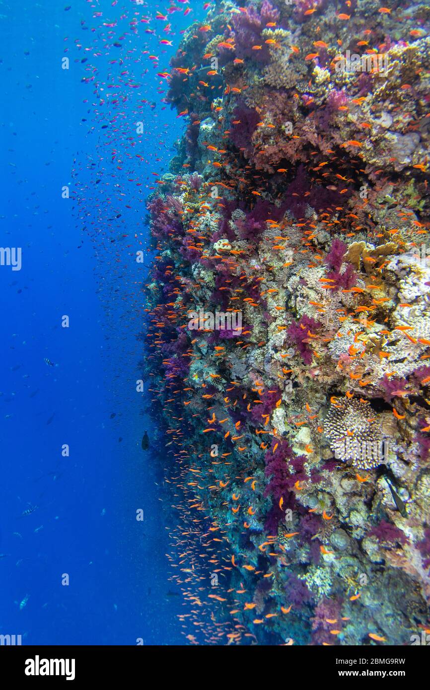 Vertikale Korallenwand mit harten und weichen bunten Korallen, Wolke von kleinen tropischen Fischen und blauem Wasser im Hintergrund Stockfoto