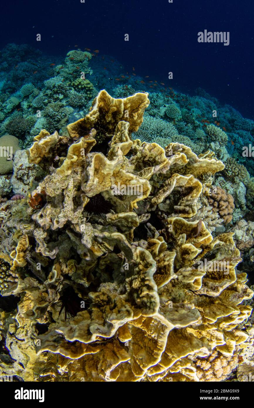 Tropische Korallen mit blauem Wasserhintergrund im Roten Meer Stockfoto