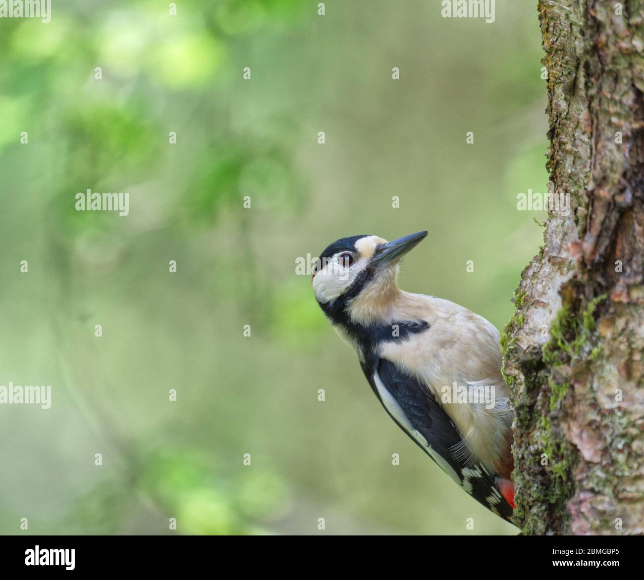 Buntspecht Stockfoto