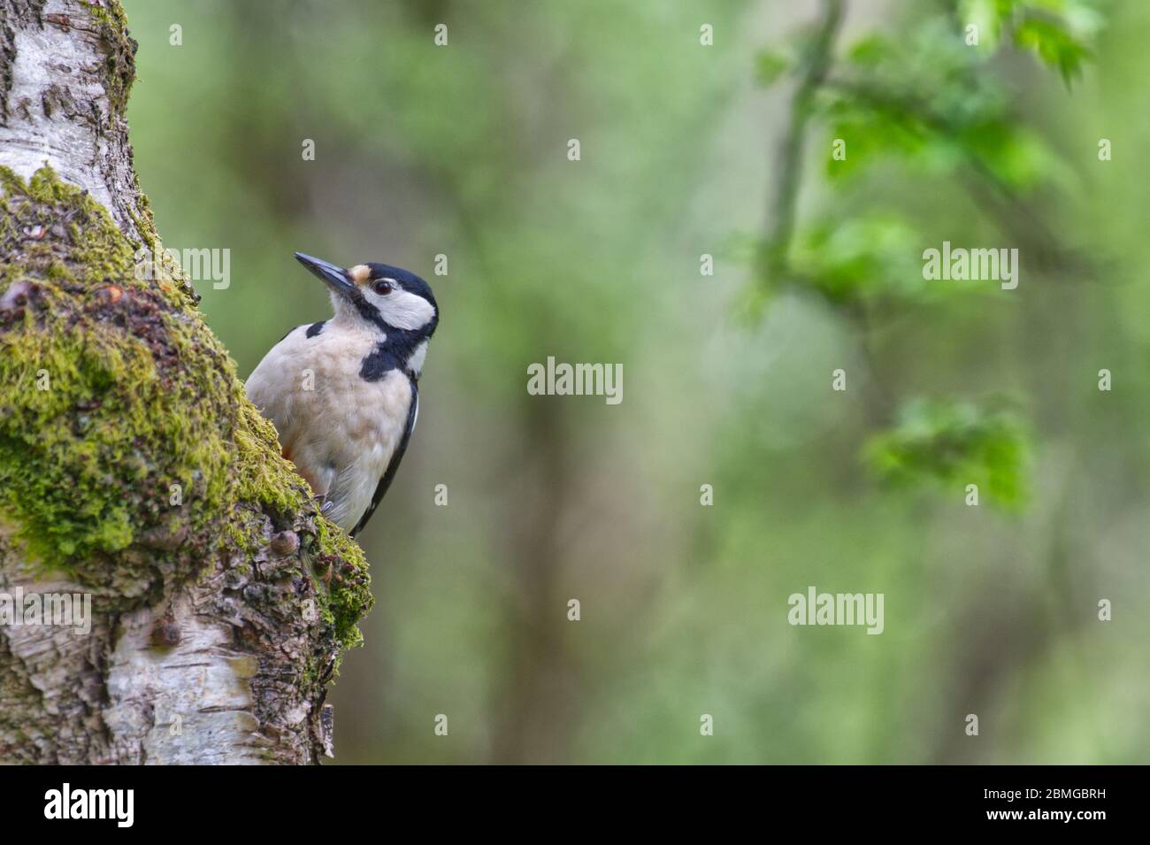 Buntspecht Stockfoto