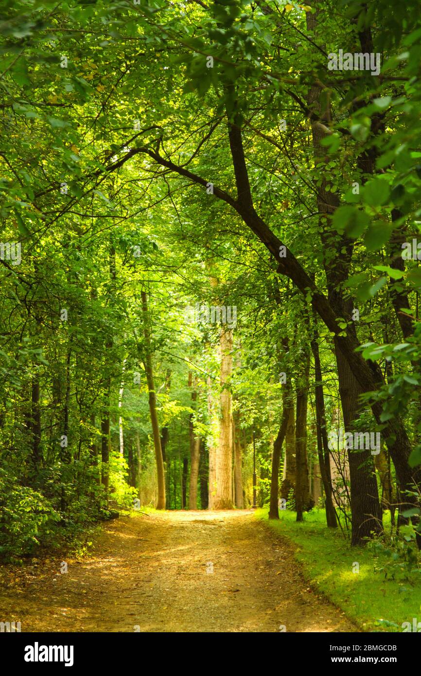 Tunnel von grünen Bäumen, ein Weg in der Ferne. Perspektivischer Rahmen. Der Sommer wartet auf den Herbst, erschienen auf der Erde die ersten trockenen Blätter Stockfoto