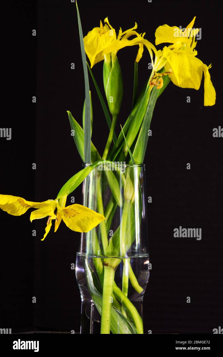 Stillleben von Iris in einer klaren Glasvase Stockfoto
