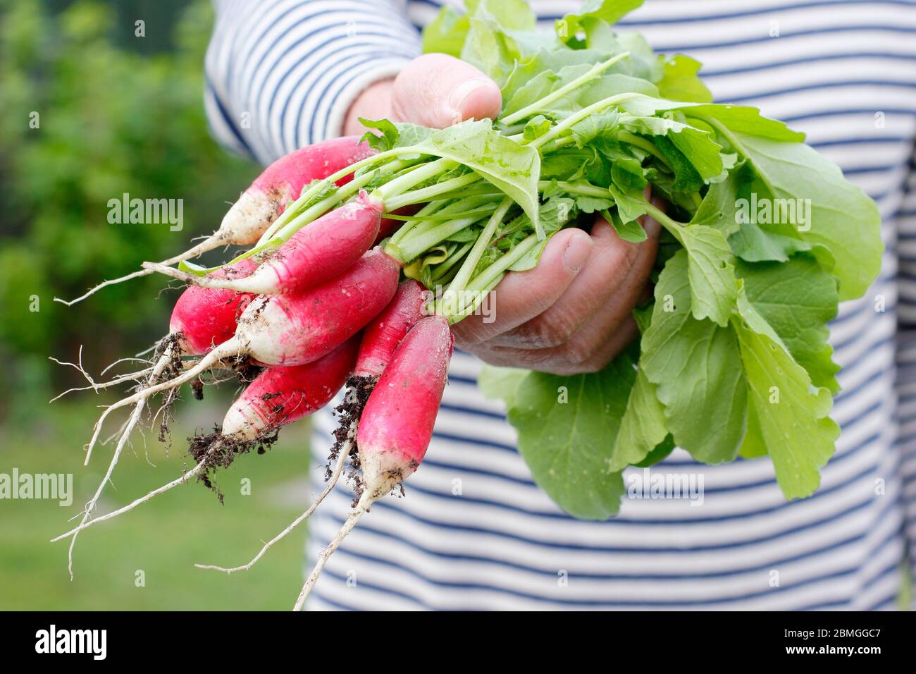 Frisch gepflückter, selbstangebauter Rettich mit Blättern, Auswahl an französischem Frühstück. Raphanus sativus. Stockfoto