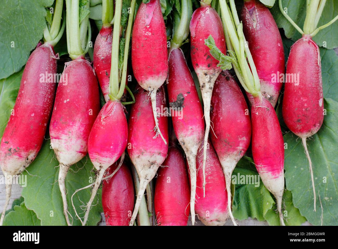Frisch gepflückter, selbstgewachsener Rettich mit noch angebauten Blättern, Auswahl an französischem Frühstück. Raphanus sativus. Stockfoto