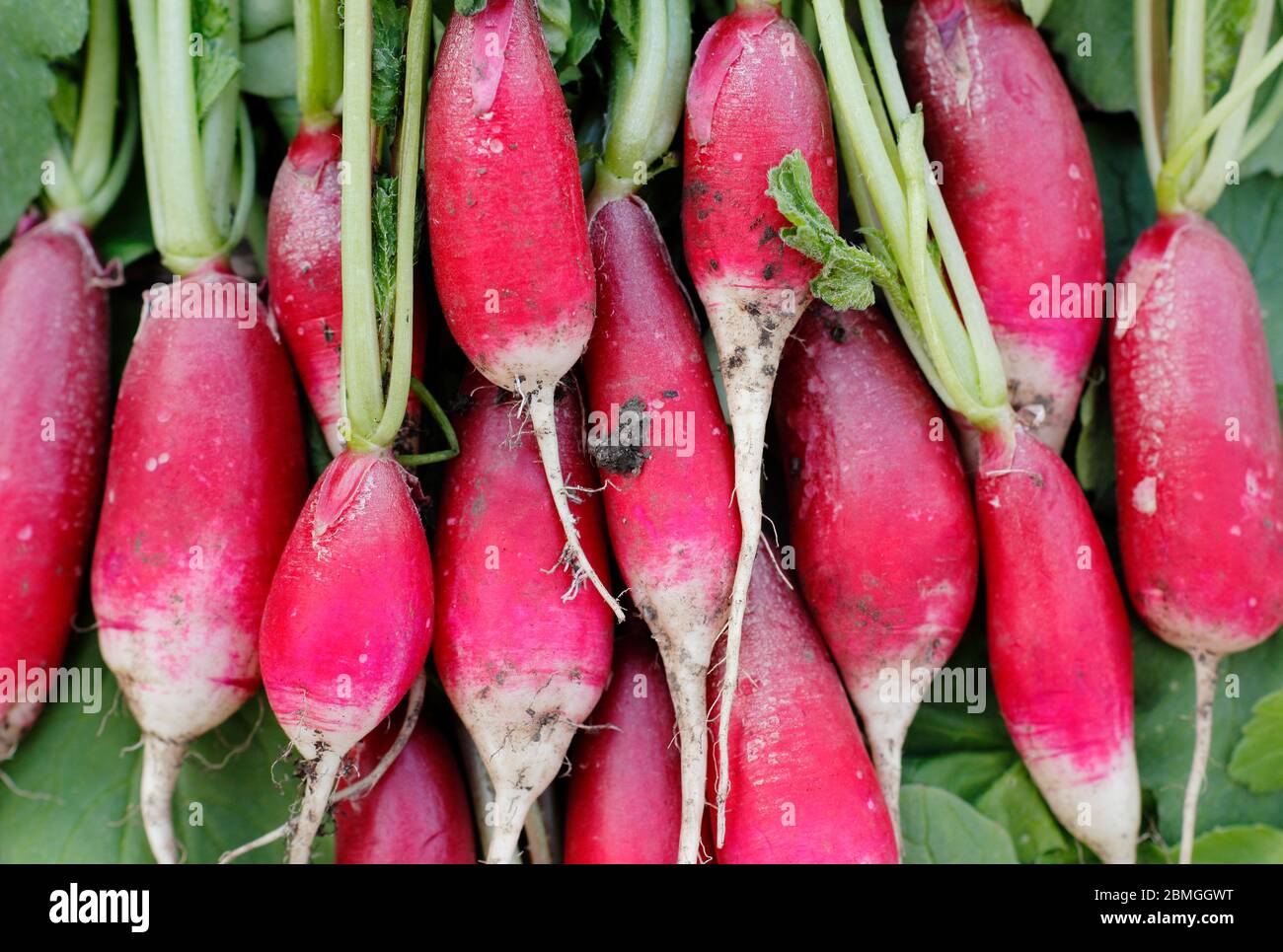 Frisch gepflückter, selbstgewachsener Rettich mit noch angebauten Blättern, Auswahl an französischem Frühstück. Raphanus sativus. Stockfoto