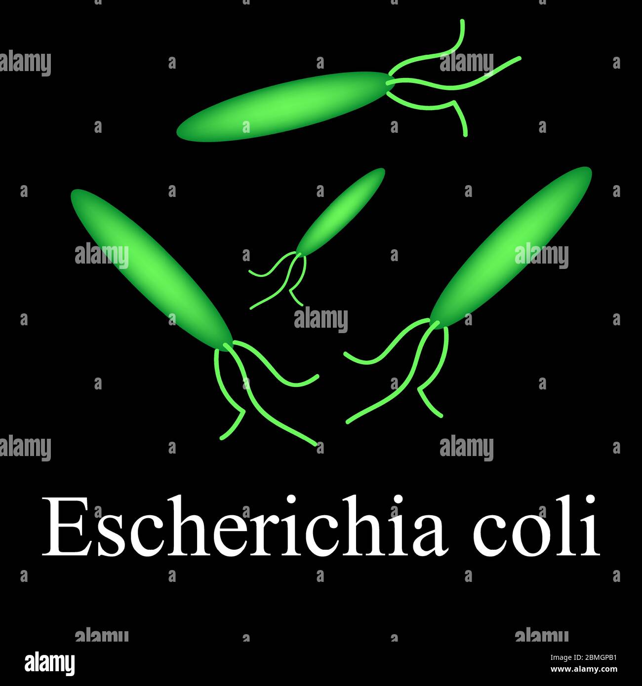 E. coli. Krankheiten, die E. coli verursachen. Infografiken. Vektorgrafik Stock Vektor