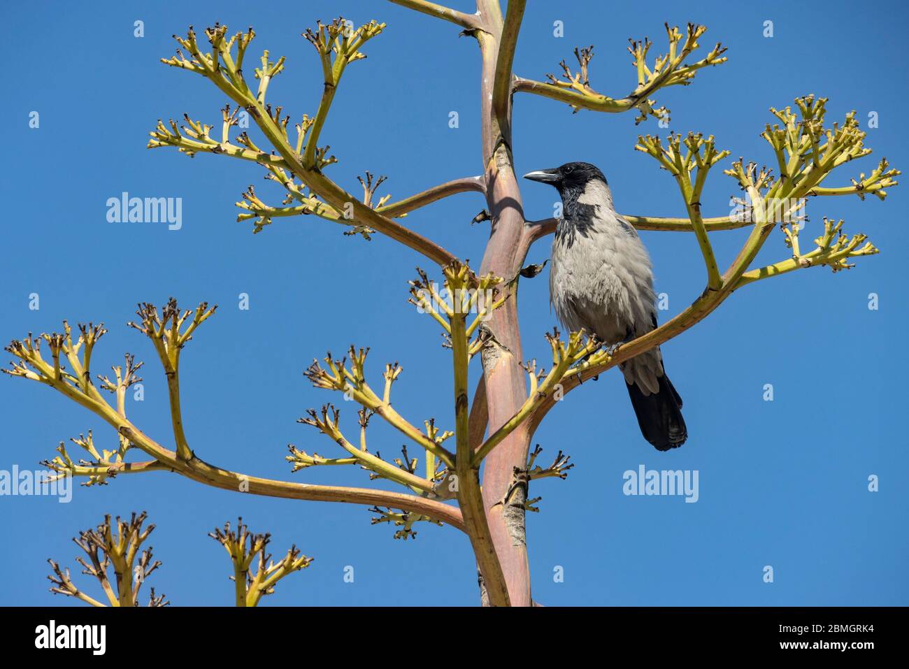 Eine graue Krähe, die auf einer trockenen Agavenpflanze steht, mit einem klaren blauen Himmel als Hintergrund Stockfoto