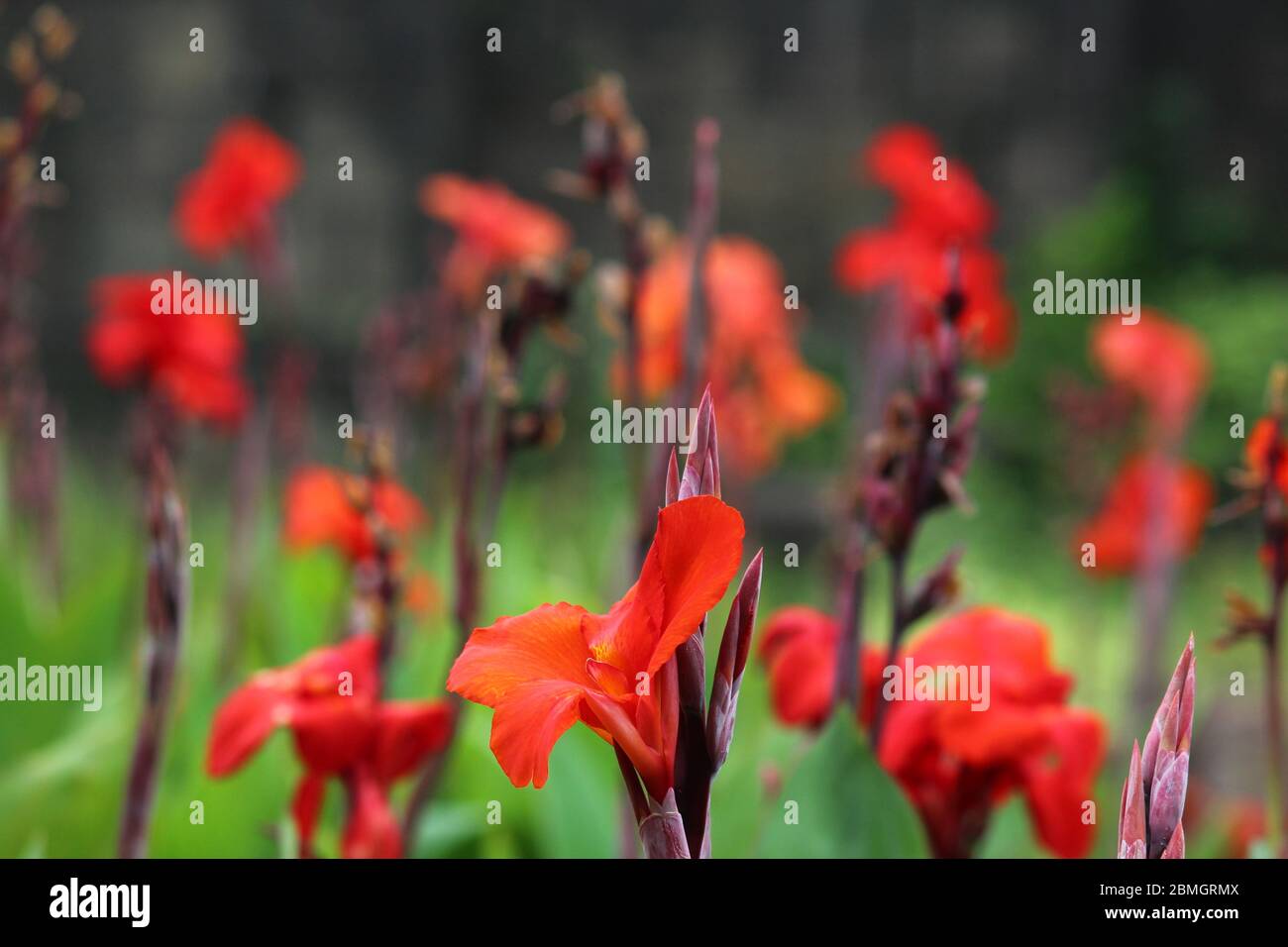 indische schossene Blume blühend in einem Garten Stockfoto