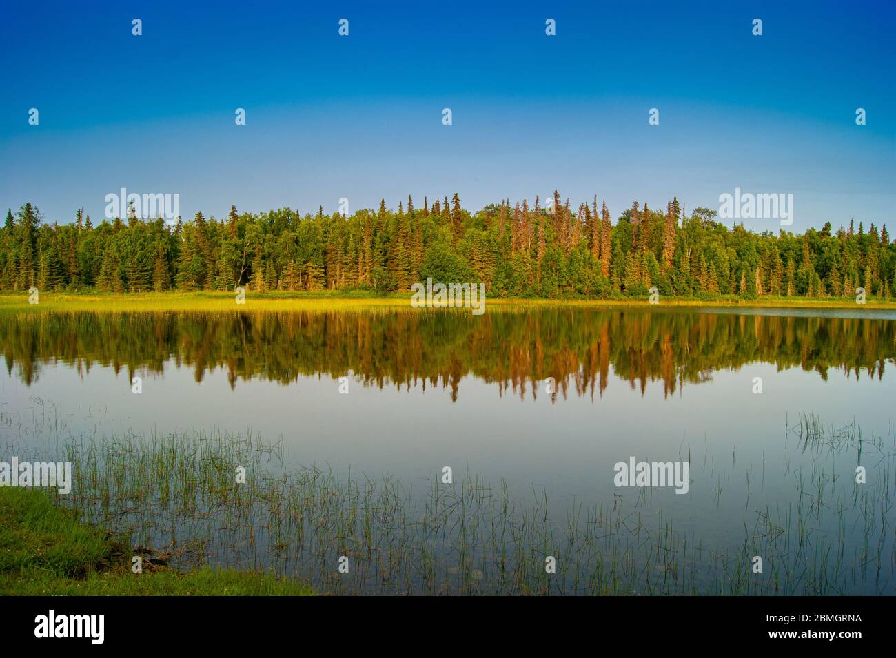Tress spiegelt sich im ruhigen See Stockfoto