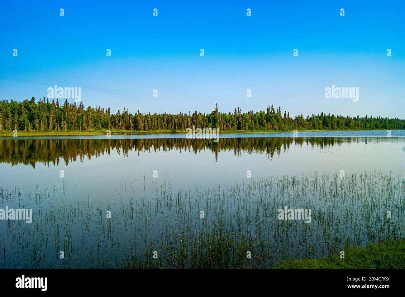 Wald spiegelt sich in einem ruhigen See Stockfoto