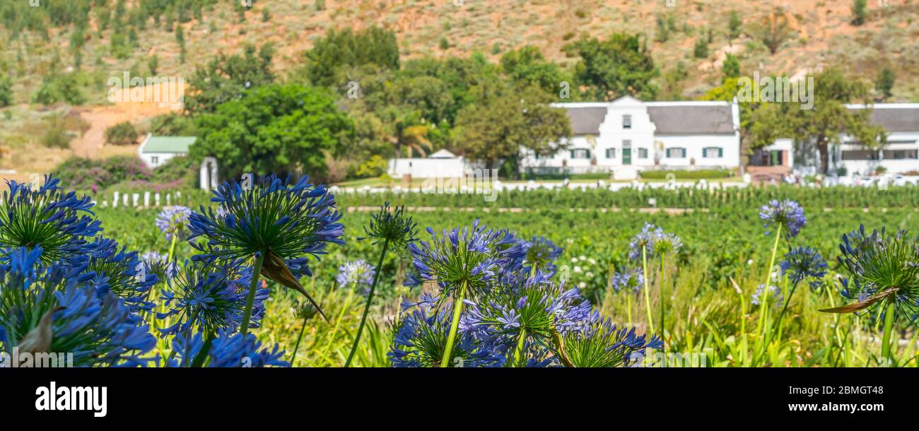 FRANSCHHOEK WESTERN CAPE SOUTH AFRICA - FEBRUAR 02. 2020: - Rikety Bridge Winery, Franschhoek Valley Panoramablick über den Weingarten Stockfoto