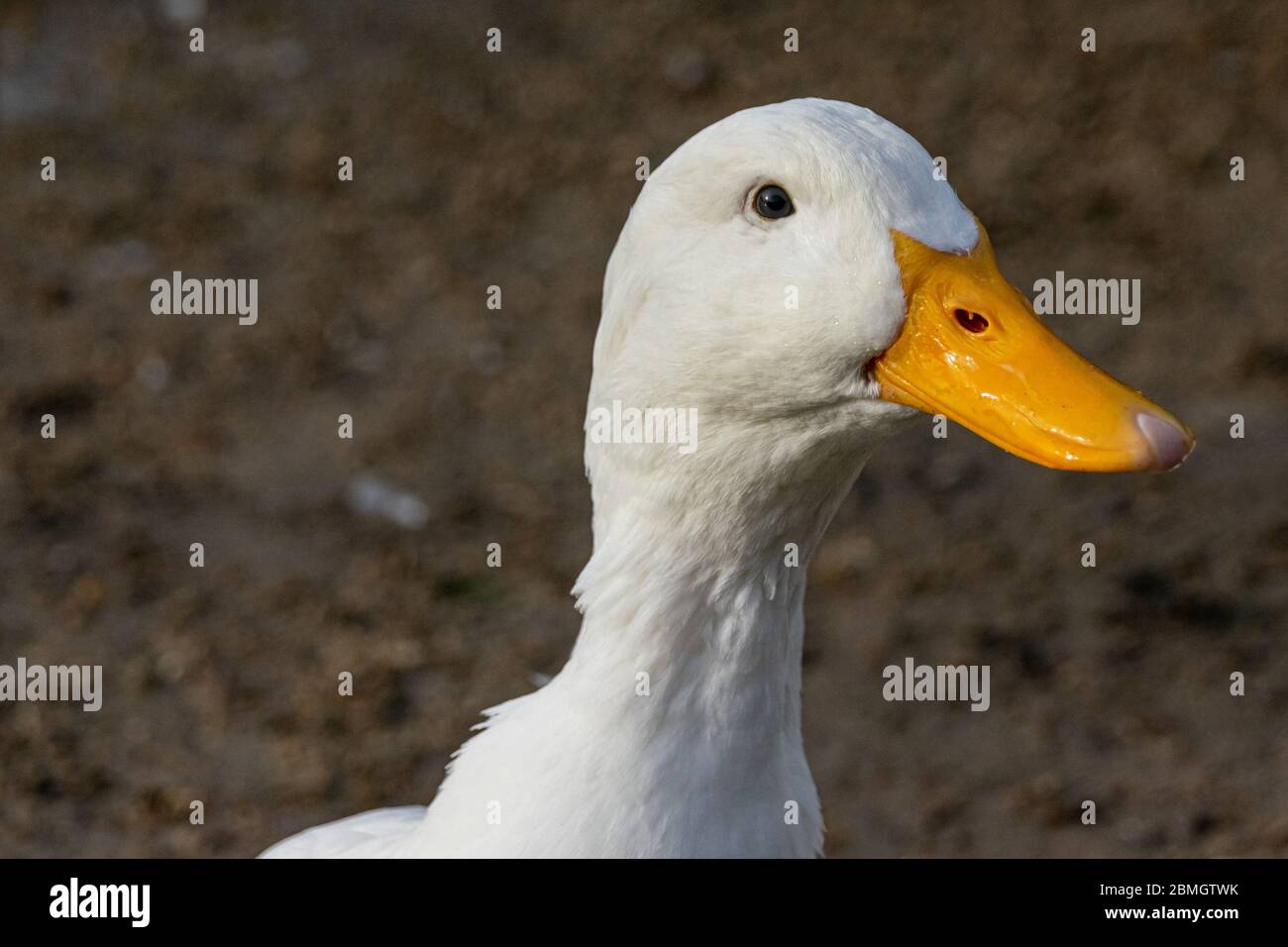 Porträt einer weißen pekinente Stockfoto