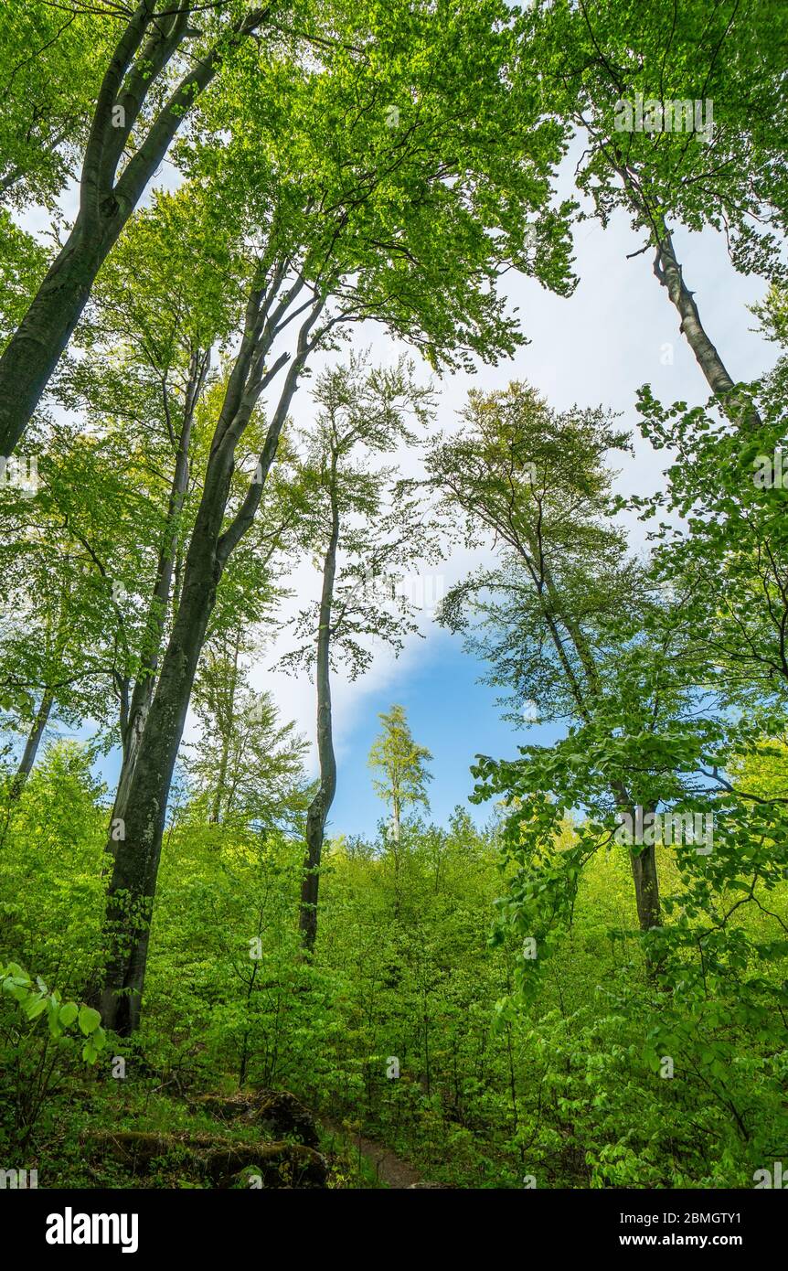 Wald, üppiges Laub, hohe Bäume und blauer Himmel im Frühjahr oder Frühsommer Stockfoto