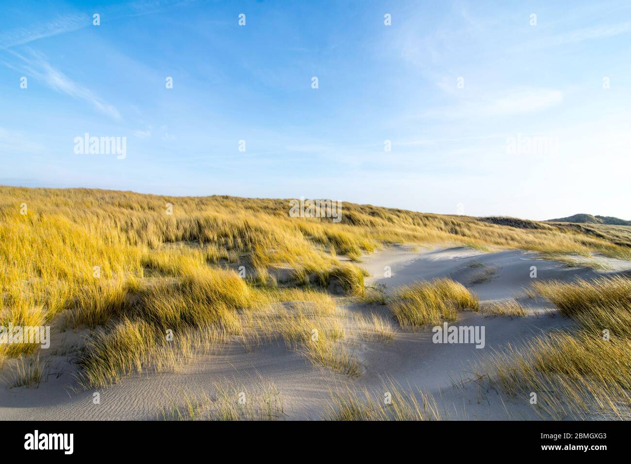 Dünen in der Morgensonne. Gräser wachsen auf den Hügeln. Am blauen Himmel ziehen weiße Wolken ins Meer. Strand in den niederlanden in der Nähe der Insel Stockfoto