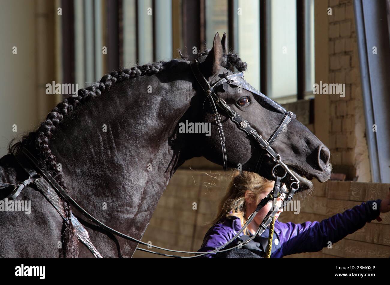 Schwarzes Barock friesisches Pferd im dunklen Stall drinnen Stockfoto
