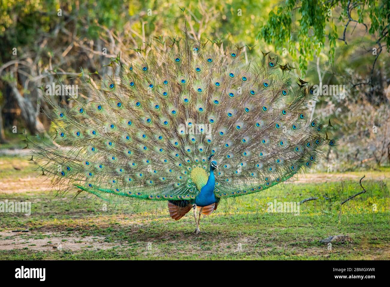 Ein schöner Pfau Stockfoto