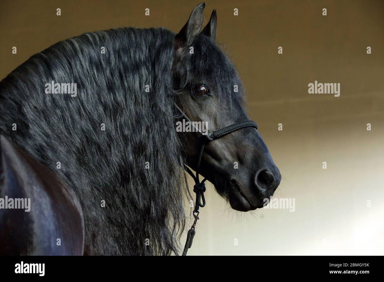 Schwarz Barock langhaarige friesenpferd in dunklen Stall innen Stockfoto