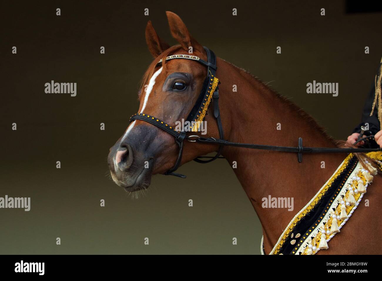 Bay arabian Racehorse Porträt in dunklem stabilem Hintergrund Stockfoto