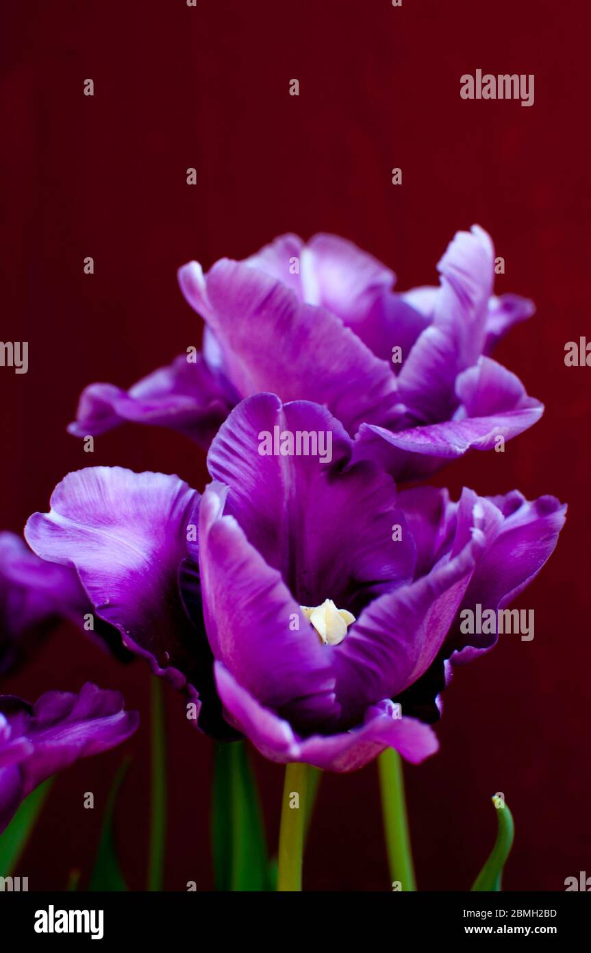 Lila oder magentafarbene Tulpenblüten vor dunklem Hintergrund. Die Farben leuchten durch den Kontrast. Foto mit Bokeh. Stockfoto