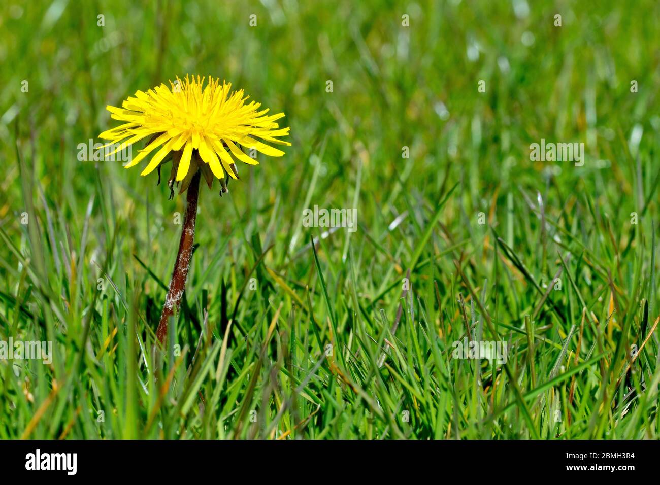 Löwenzahn (taraxacum officinale), Nahaufnahme einer einsamen Blume, die im Gras eines lokalen Parks wächst. Stockfoto