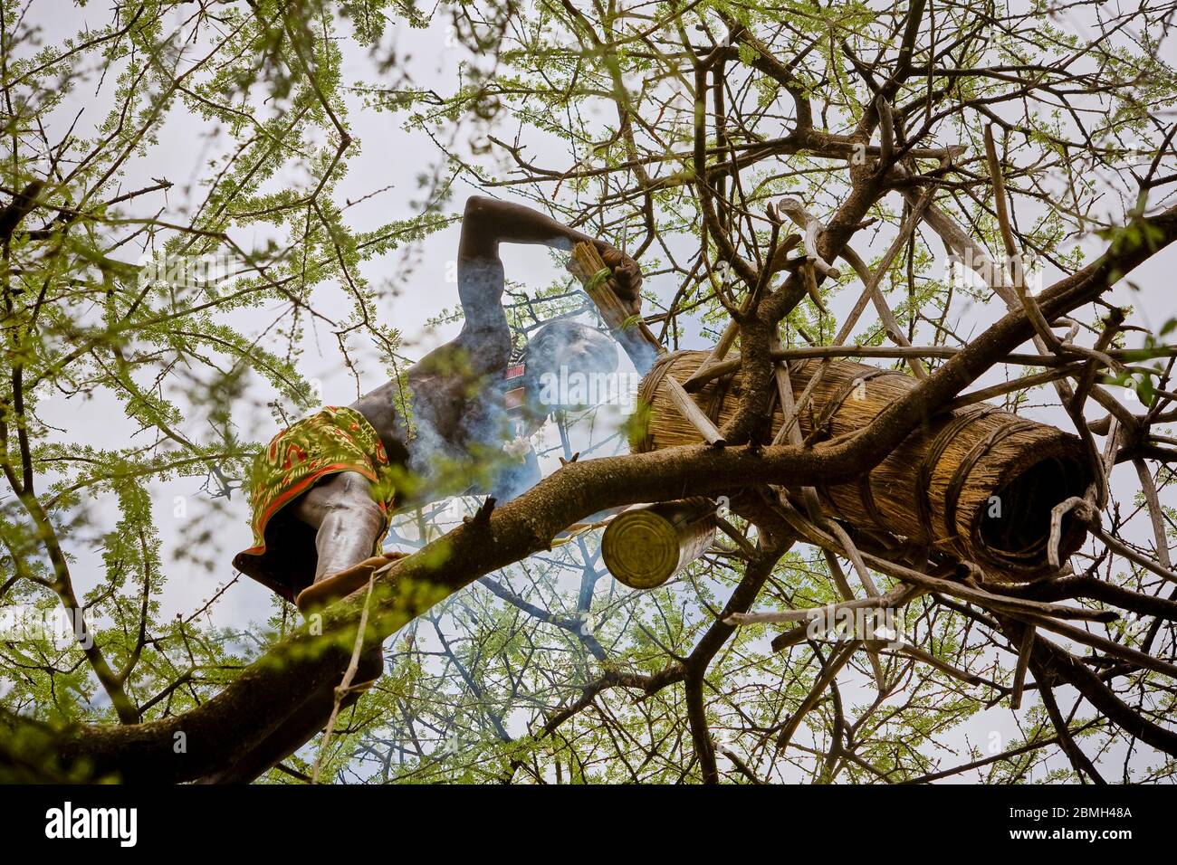 Kundu stotet flink einen Baum, um die Bienen zu rauchen - die Belohnung ist süßer Honig. Stockfoto