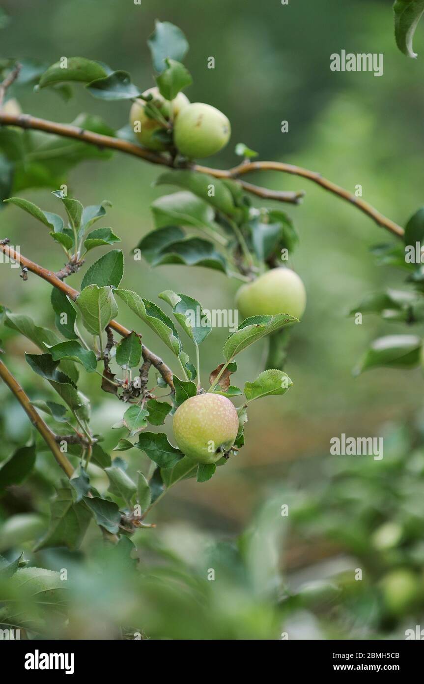 Grüner Malang Apfel, die Frucht, Identität für Malang Stadt, Ost-Java, Indonesien Stockfoto