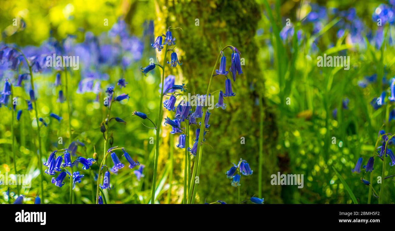 Bluebell Woods in Checkendon, South Oxfordshire, England, Großbritannien, GB. Stockfoto