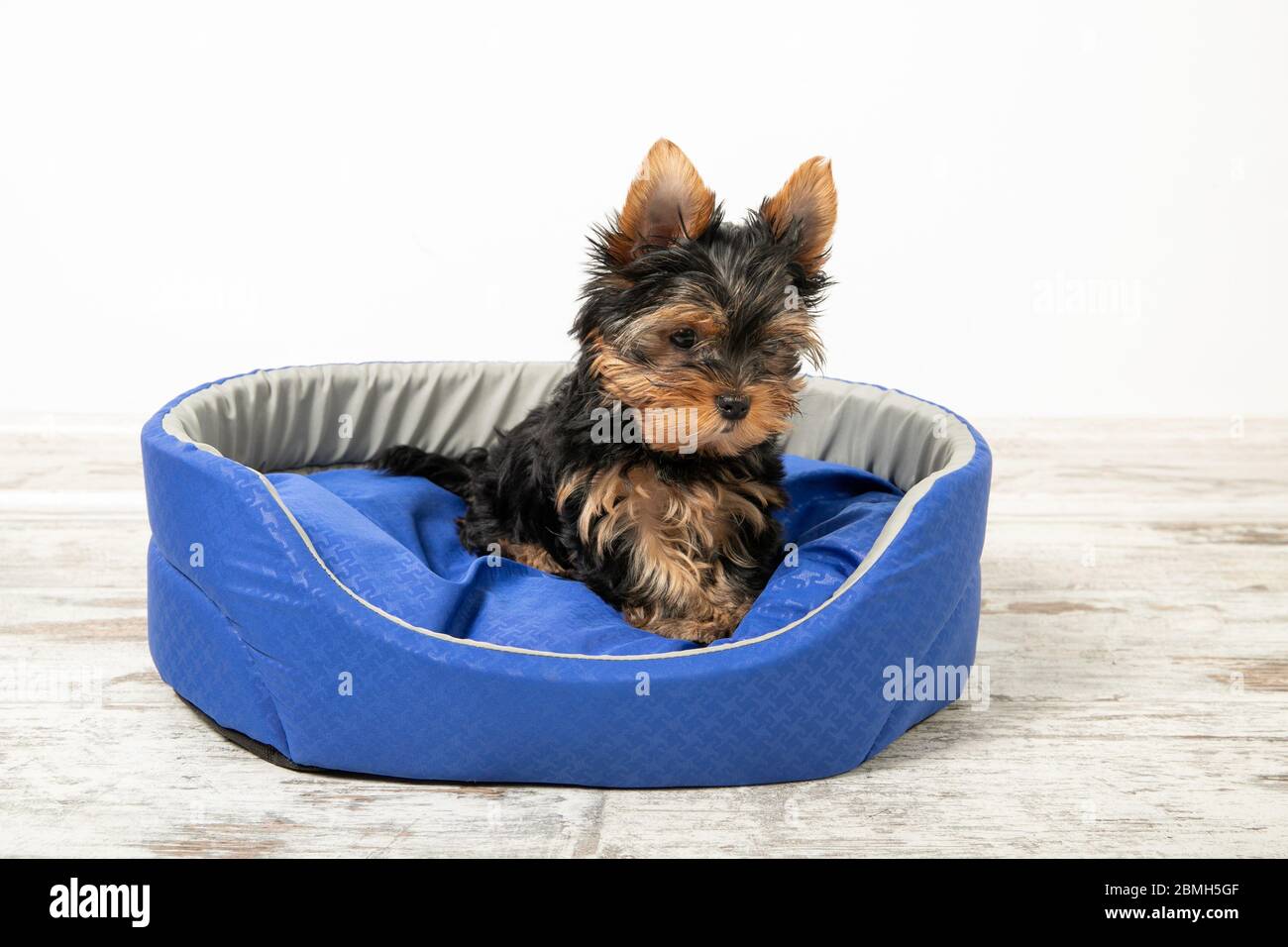 Yorkshire Terrier Welpen schlafen in einem Zimmer auf einem Hundebett.  Tiere Stockfotografie - Alamy
