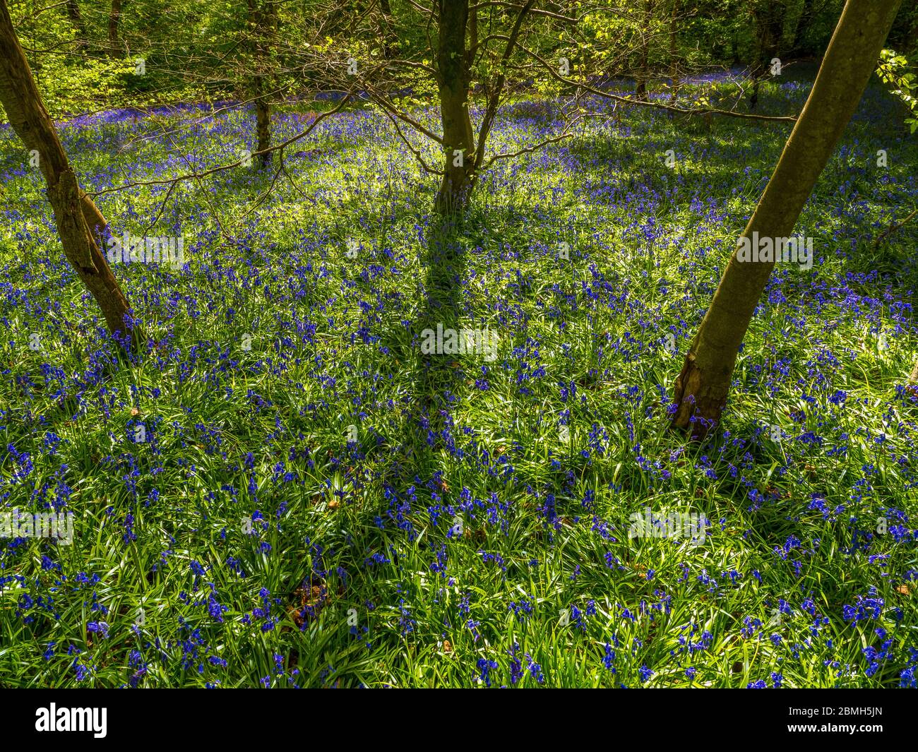 Bluebell Woods in Checkendon, South Oxfordshire, England, Großbritannien, GB. Stockfoto