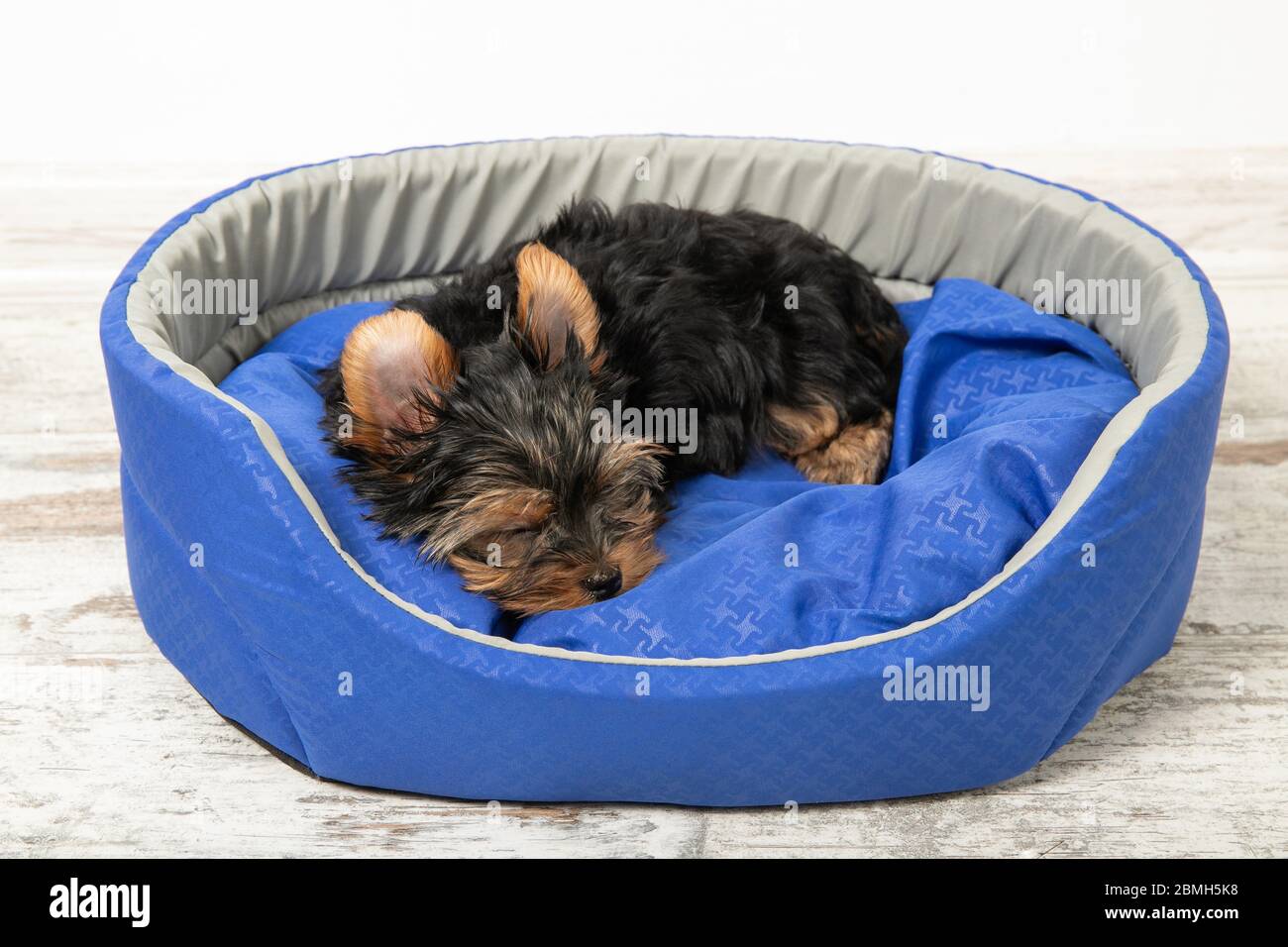 Ein Welpe der Yorkshire Terrier schläft in einem Zimmer in einem Hundebett. Schlafen, entspannen Stockfoto