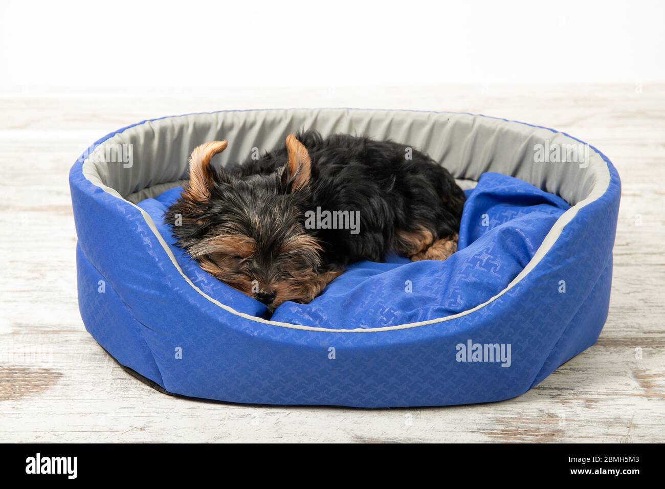 Ein Welpe der Yorkshire Terrier schläft in einem Zimmer in einem Hundebett. Schlafen, entspannen Stockfoto