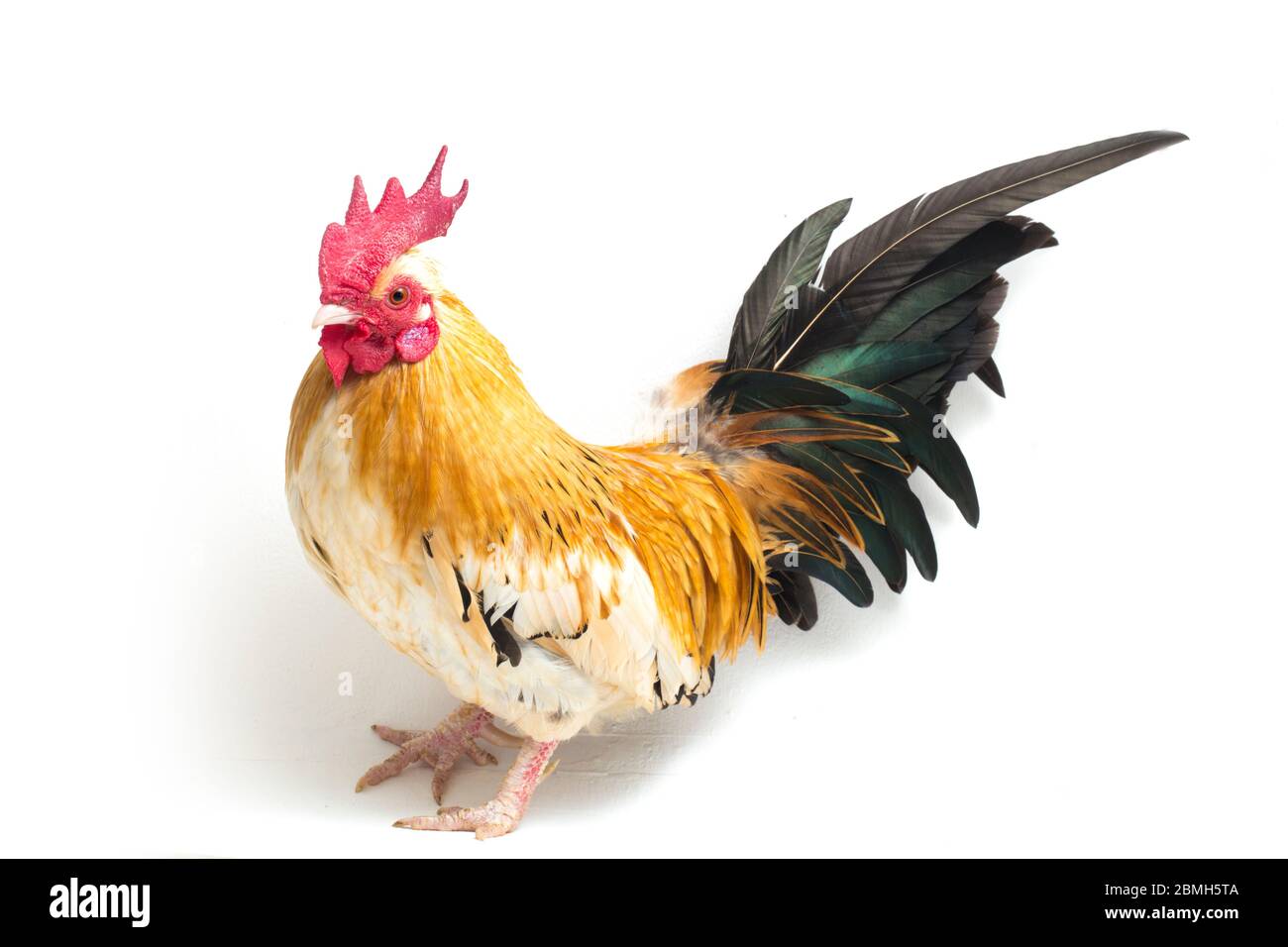 Hahn bantam Huhn oder Ayam kate ist jede kleine Vielfalt von Geflügel, vor allem Hühner auf weißem Hintergrund isoliert Stockfoto