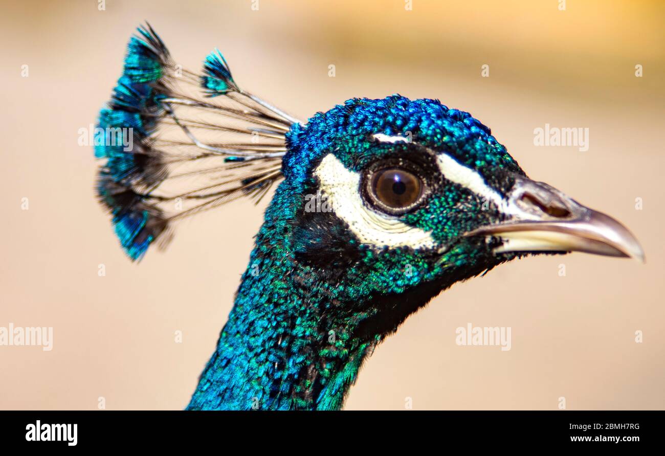 Ein schillernder, farbenfroher Pfau Stockfoto