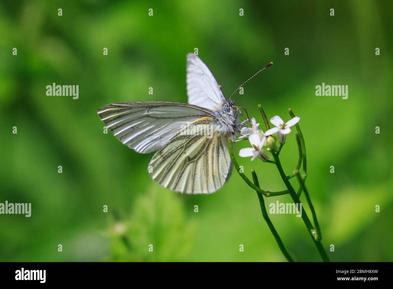 Haltern, NRW, Deutschland. Mai 2020. Ein hübscher, grünaderner weißer Schmetterling (Pieris napi) ruht auf einer Gartenblume. Bild: Imageplotter/Alamy Live News Stockfoto