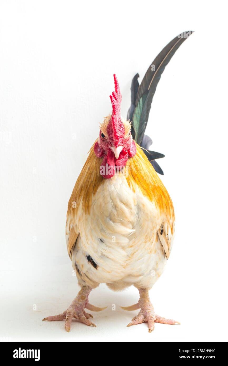 Hahn bantam Huhn oder Ayam kate ist jede kleine Vielfalt von Geflügel, vor allem Hühner auf weißem Hintergrund isoliert Stockfoto