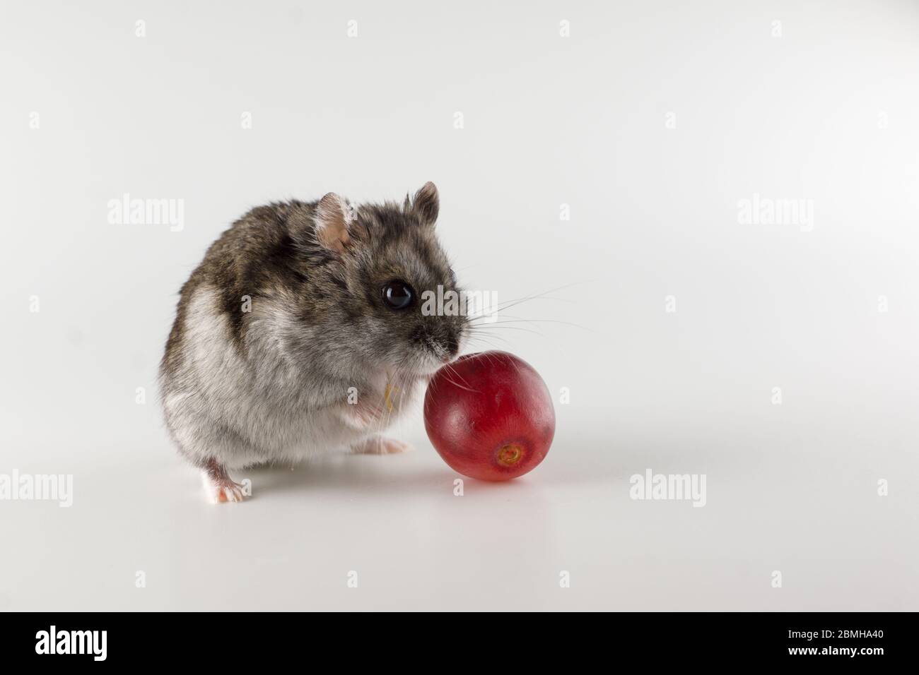 Kleiner grauer Hamster frisst auf weißem Hintergrund Stockfoto