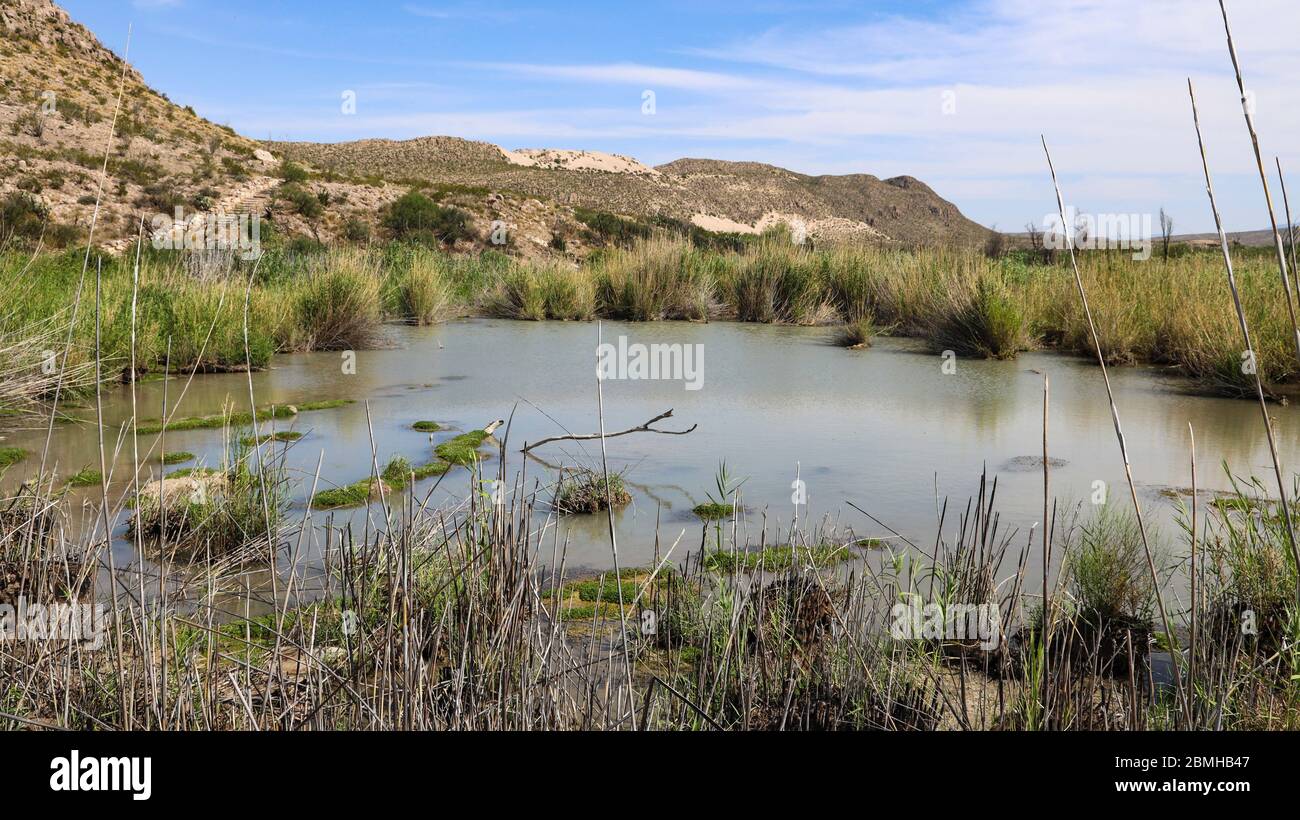 Rio Grande Feuchtgebiet des Big Bend National Park Stockfoto